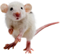 rat_mouse_PNG23538