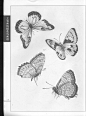 《工笔画线描动物画谱》之蝴蝶篇 