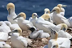 巴桑