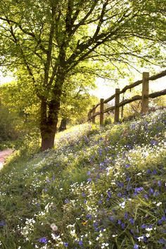 wildflower meadow