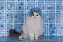 点击来源直接获取大图文件 |淋浴中的戴帽子的猫