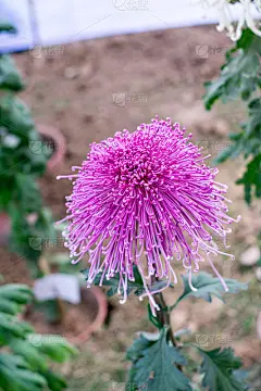 粉红色韭菜或葱形菊花花。喜爱阳光的植物群在早春到夏末开花。一种非常受欢迎的花束。它的颜色象征着爱情或