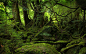 自然树木森林苔藓