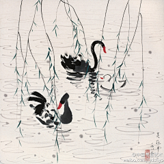 /ka小真～采集到天鹅