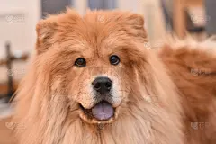 狗,松狮,可爱的,泰迪熊,纯种犬,舒服,肖像,壁纸,哺乳纲,动物