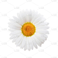 白色背景,雏菊,分离着色,彩妆,奶油,甘菊花,标签,夏天,组物体,特写
