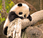 Baby Panda