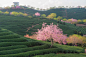 樱花 茶园 效果图_百度图片搜索