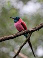 Zoo Photography- European Bee-Eater by Bas Berkhuijsen