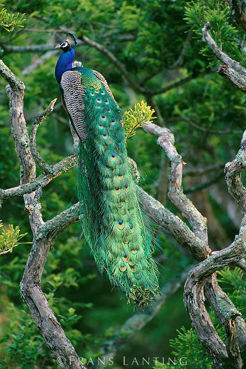 雄孔雀在树上，蓝孔雀，Bandipur国...