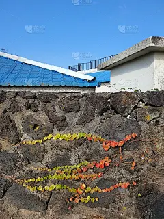 一个常春藤的墙_5710312112
