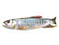 马口鱼 马口