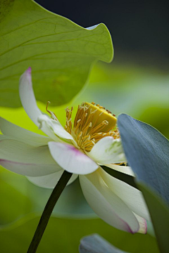 珠宝小狂迷采集到花卉