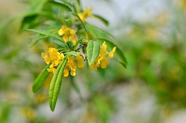 东北扁核木prinsepiasinensis