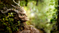 #The Elder Scrolls V: Skyrim, #spriggan, #nature | Wallpaper No. 120952 - wallhaven.cc