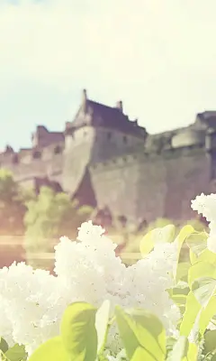 小清新意花卉精选手机壁纸 768x1280