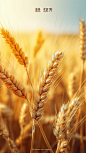 Lihe_Xiaoman_solar_term_poster_ears_of_wheat_real_photo_realist_24390d08-298c-405e-8593-a7328b72a9a2