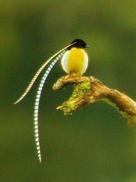 Bird of Paradise    ...