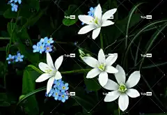 花朵 勿忘我 春天 性质 特写 花园 蓝色 美味佳肴 花壁纸
