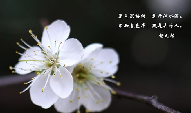 《江滨梅》王适 
忽见寒梅树，花开汉水滨...