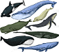 鲸,动物手,分离着色,可爱的,自然,野生动物,图像,海洋,巨大的,绘制