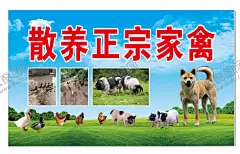 土鸡海报 【酷图网】土鸡海报,蓝天白云背景,散养土鸡,家禽,公鸡,母鸡