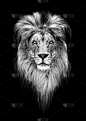 狮子,黑色,自然美,注视镜头,垂直画幅,野生猫科动物,美,领导能力,褐色,职权
