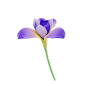 鸢尾 高质量花卉花朵PNG免抠图_18.-Iris