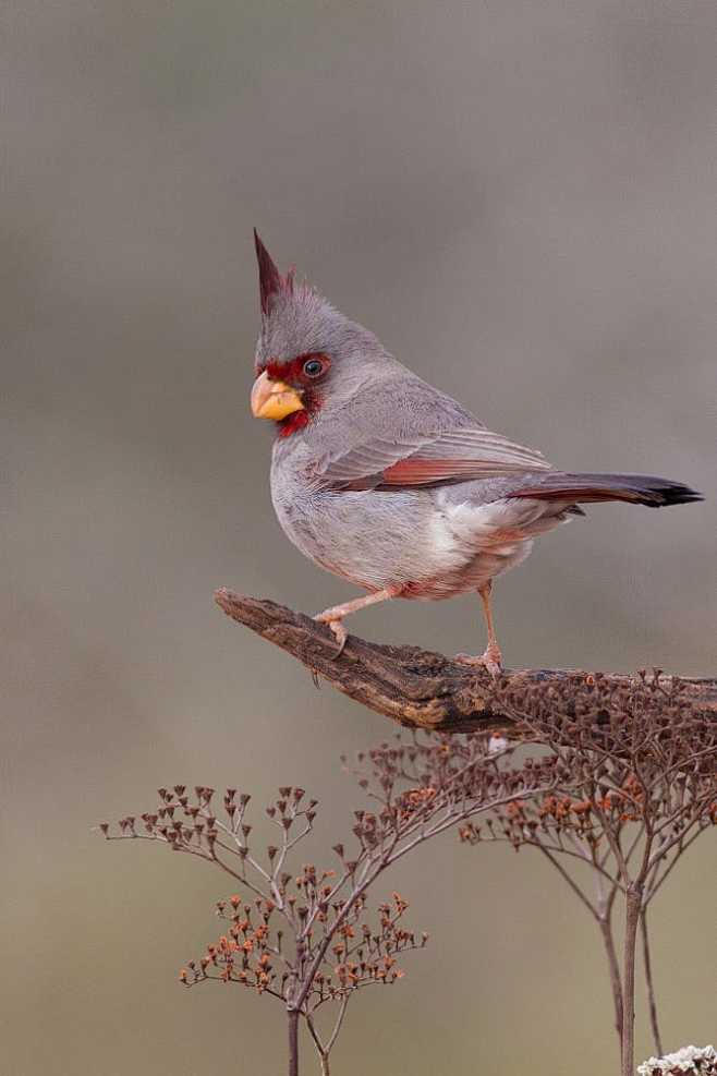 灰额主红雀 Cardinalis sin...