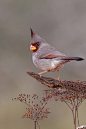 灰额主红雀 Cardinalis sinuatus 雀形目 美洲雀科 主红雀属
Pyrrhuloxia by Linda Krueger on 500px