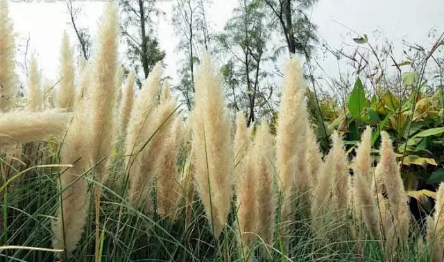 142种花卉，她找了好久才集齐！