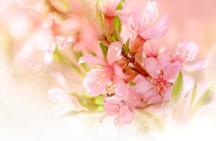 Pink almond blossomPink flowers of almond blossom on delicate blurred background. Spring abstract background for invitation or greeting card design.