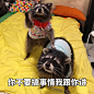 表情包