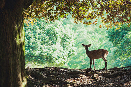 奈良の鹿 on Flickr.