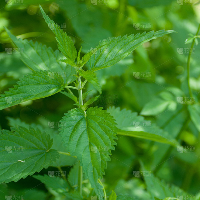 刺荨麻,叶子,自然,酸,绿色,户外,方形画幅,特写,草药,草本