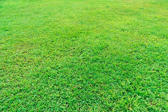 绿茵草坪草地绿地小草绿植物背景纹理JPG...