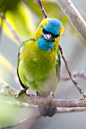 鴷形目·拟鴷科·拟鴷属：金枕拟啄木鸟