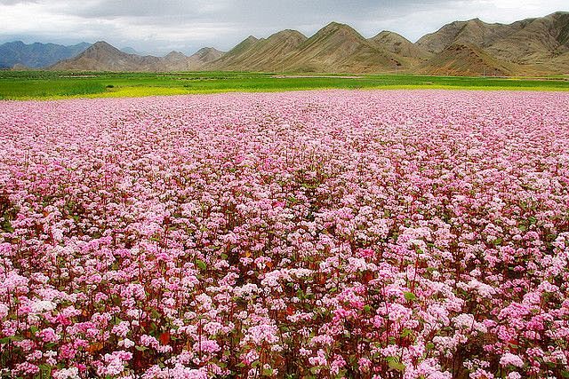 荞麦花场，西藏，中国。八月初，日喀则附近...