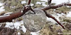 幽灵苹果(Ghost apples)，一种有趣的自然现象。冬季雨雪天，快腐烂的苹果被冰封冻结，天气回暖时，风吹树晃，冰壳内部的苹果最终变成了一团糊状从底部脱落，但冰壳还挂在树上，于是就形成了幽灵苹果。 ​​​