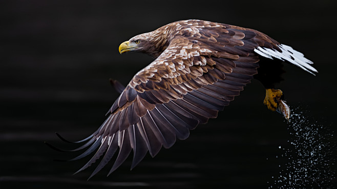 Sea Eagle Collection...