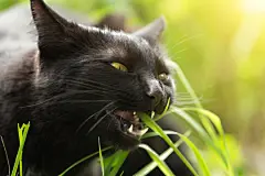 点击来源直接获取大图文件 |Funny bombay black cat portrait eats green grass outdoor in spring close up, macro. Cat's food concept