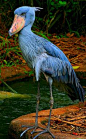 Shoebill - native to large swamps from Sudan to Zambia in tropical east Africa large blue bird africa