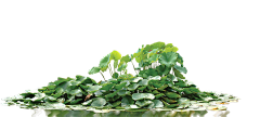 骨の珠采集到素材\花\叶\草\树