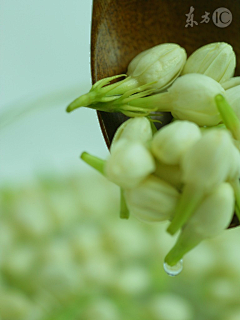 那一抹的时光采集到叶子 花 茶png