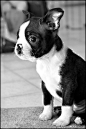 boston terrier | cute | Pinterest