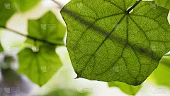 叶片纹理背面的特写和细节。选择的重点。宽长宽比为16:9。