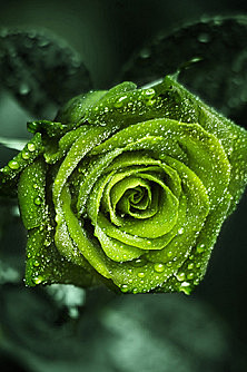 来自以色列的绿色玫瑰，名叫碧海云天 
绿...