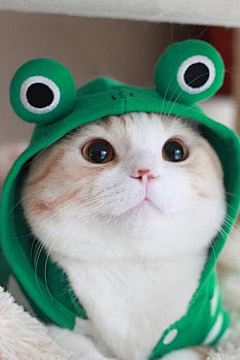有了鱼的猫采集到萌物
