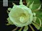 Epiphyllum oxypetalum 昙花