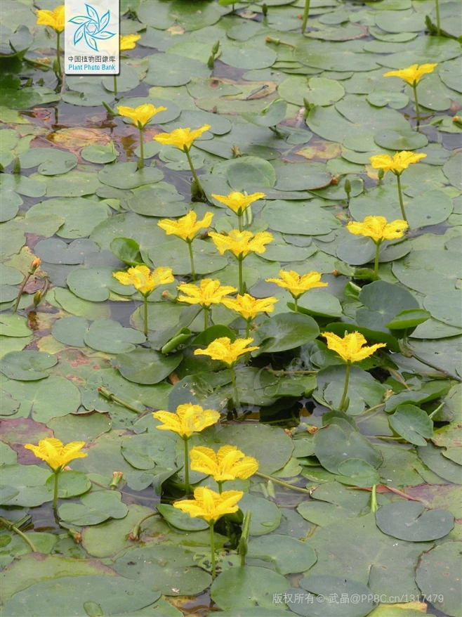 荇菜 Nymphoides peltata (S. G. Gmelin) Kuntze 中国植物图像库-花瓣网